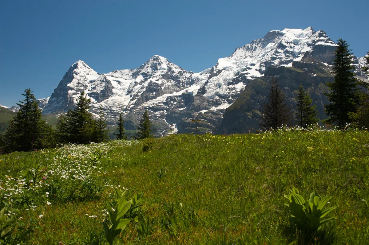 Alpine flower meadow on the Allmendhubel flower trail with the Eiger, Mönch and Jungfrau behind, Mürren, Switzerland