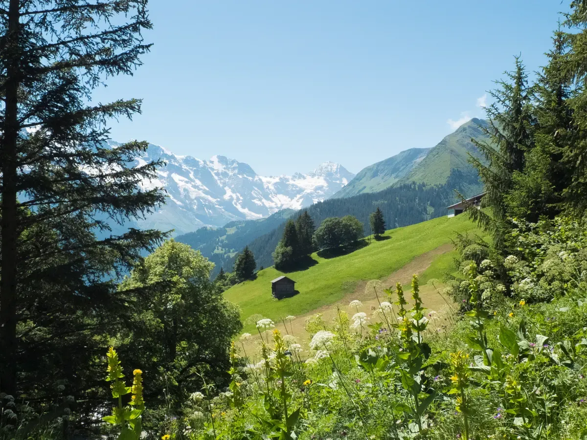 Alpine meadow view from above Isenfluh toward the snow-capped peaks near the Lauterbrunnen valley, Switzerland